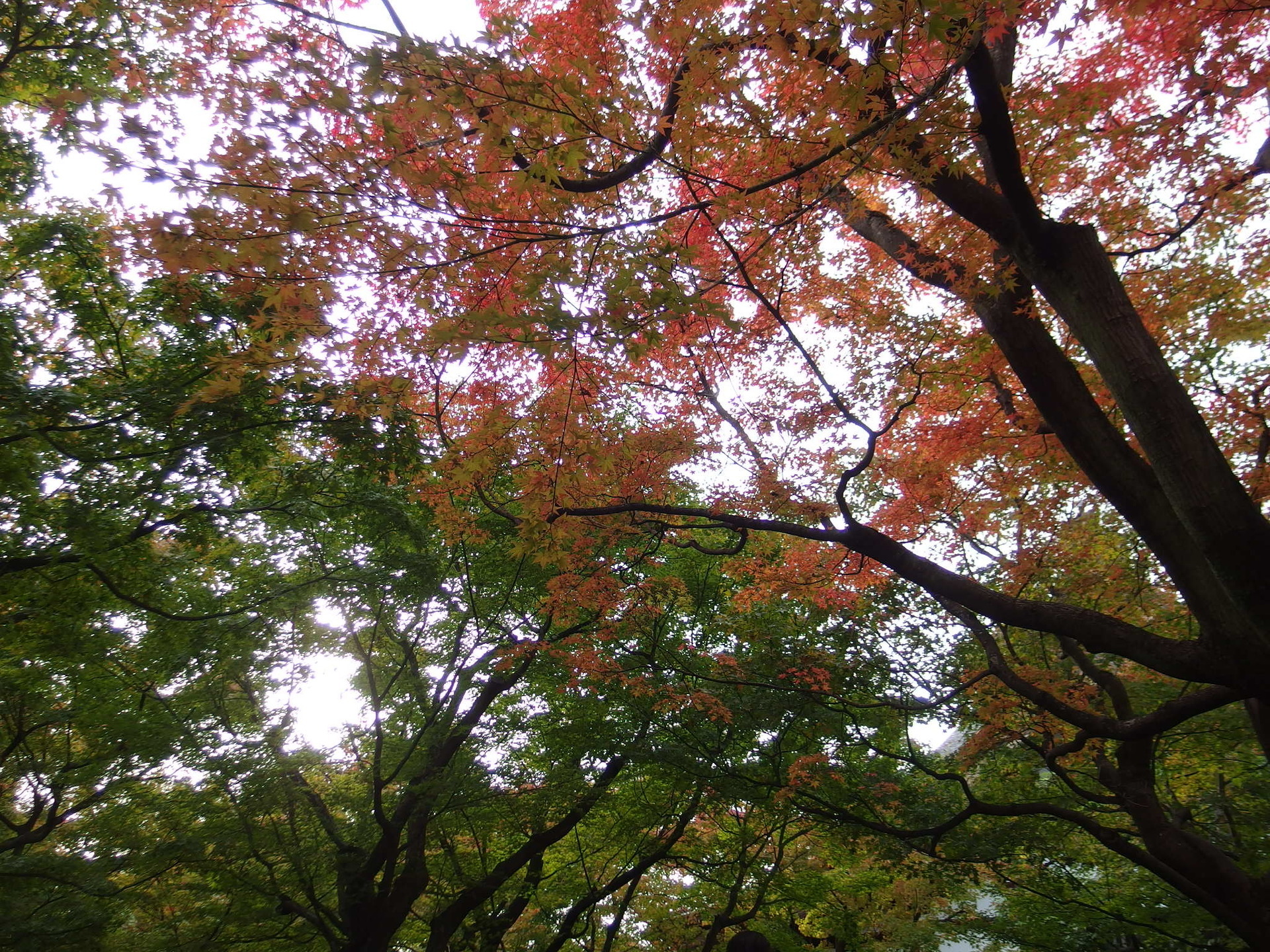 IMGP1338.JPG